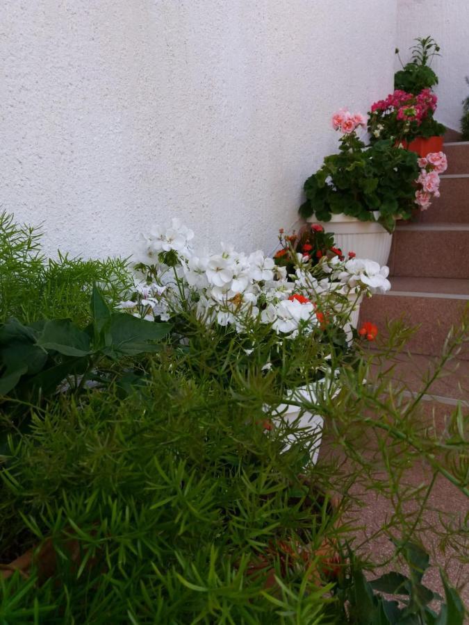 Apartman Sunce Raslina Zewnętrze zdjęcie