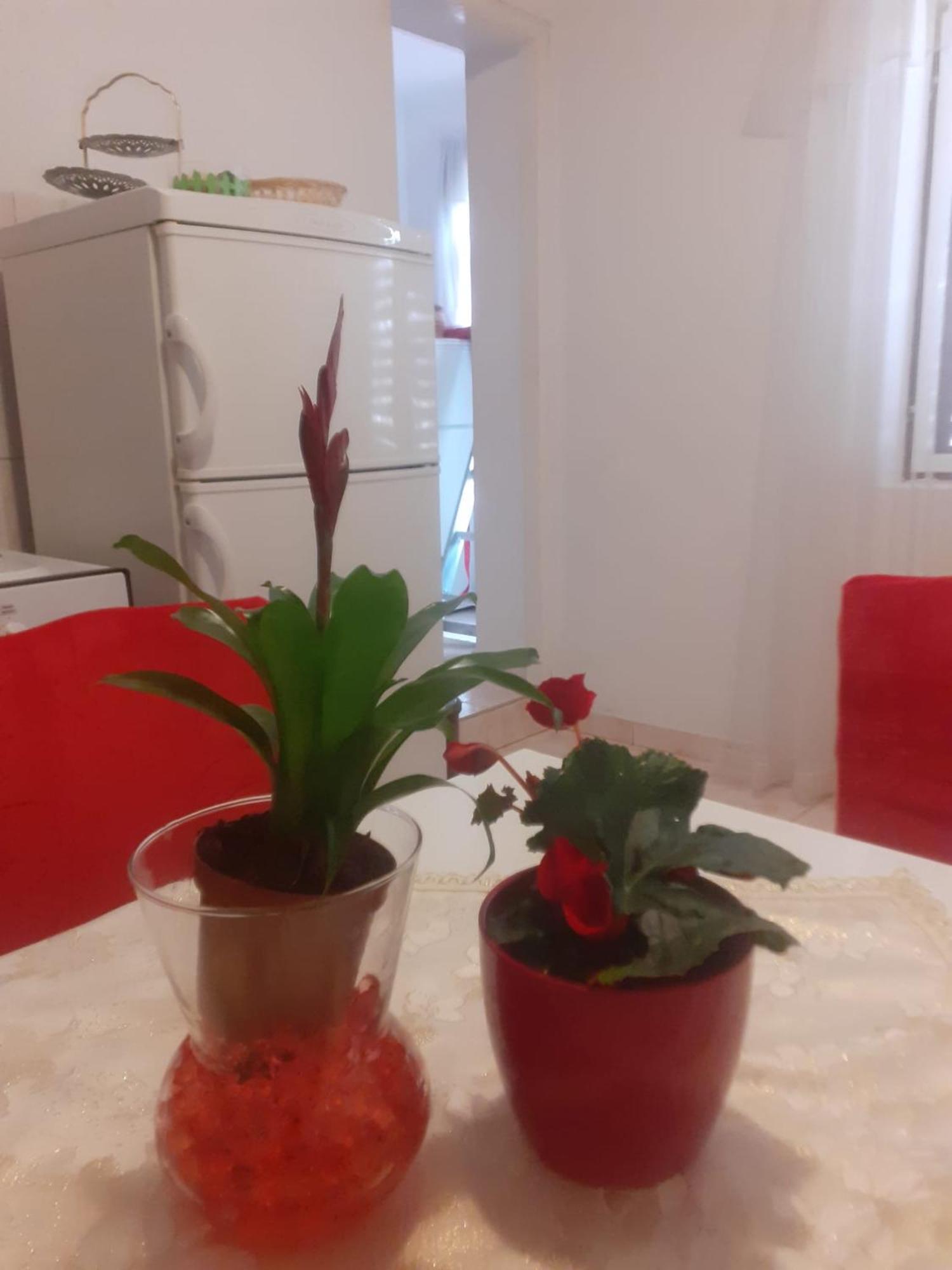 Apartman Sunce Raslina Zewnętrze zdjęcie